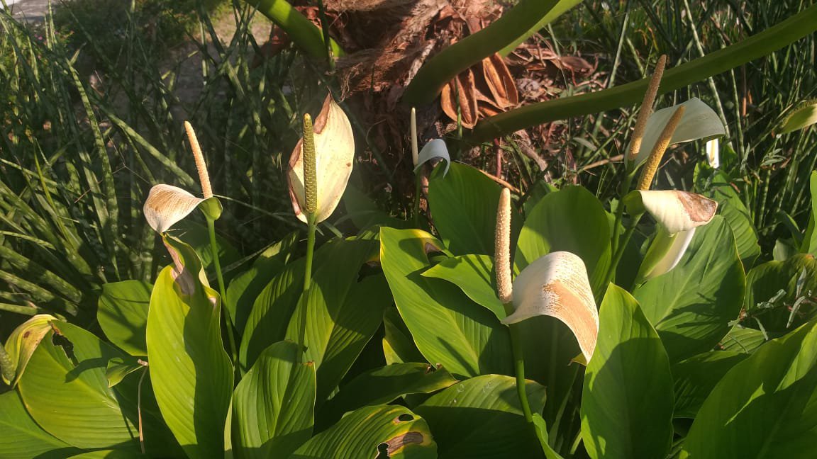 Live Plant - Spathiphyllum Peace Lily White Flower - Home Garden Plant EBER