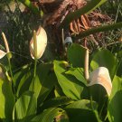 Live Plant - Spathiphyllum Peace Lily White Flower - Home Garden Plant EBER
