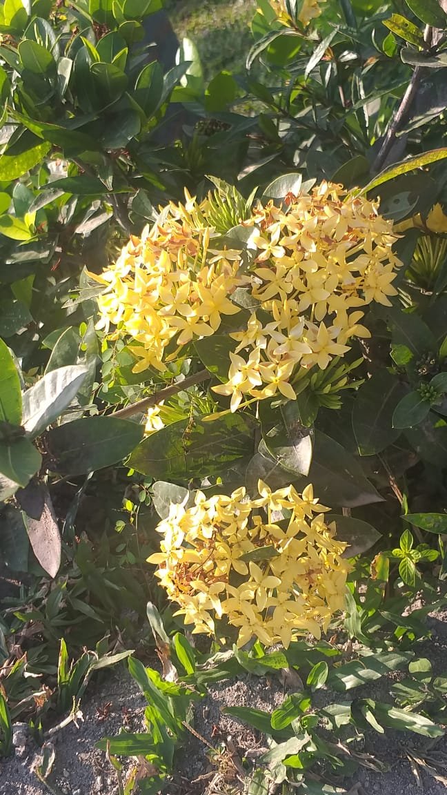 Live Plant - YELLOW DWARF IXORA Miniature Taiwanensis Flower - Home Garden Plant EBER