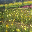 100 Seeds Plant - Cosmos Mix Orange Yellow Gold FLOWER - Home Garden Plant EBER