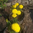 250 Seeds Plant - Marigold Coco Yellow FLOWER - Home Garden Plant EBER