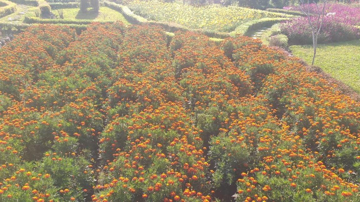 250 Seeds Plant - DWARF DOUBLE MARIGOLD Orange Flame FLOWER - Home Garden Plant EBER