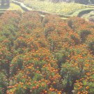 250 Seeds Plant - DWARF DOUBLE MARIGOLD Orange Flame FLOWER - Home Garden Plant EBER