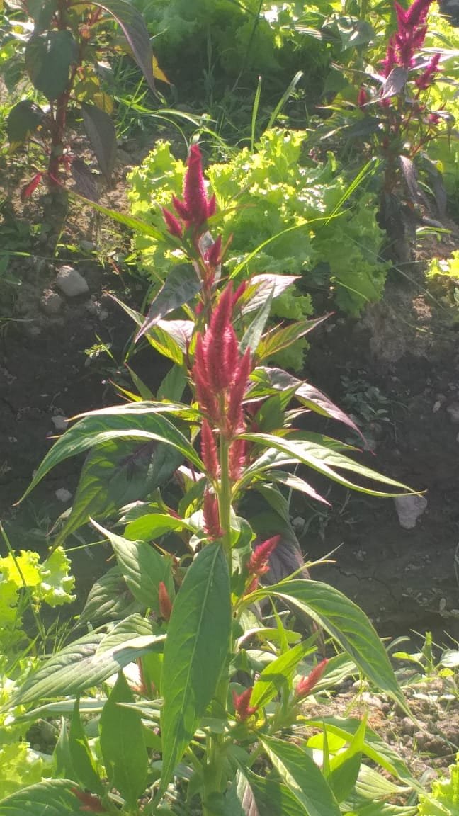 100 Seeds Plant - Bunga Argentea Celosia FLOWER - Home Garden Plant EBER