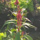 100 Seeds Plant - Bunga Argentea Celosia FLOWER - Home Garden Plant EBER