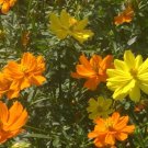 250 Seeds Plant - Sulphur Cosmos Mix Flower - Home Garden Plant EBER