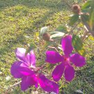 100 Seeds Plant - Tibouchina lepidota Flower - Home Garden Plant EBER