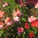 50 Seeds Plant - Vinca Periwinkle Mix Flower - Home Garden Plant EBER