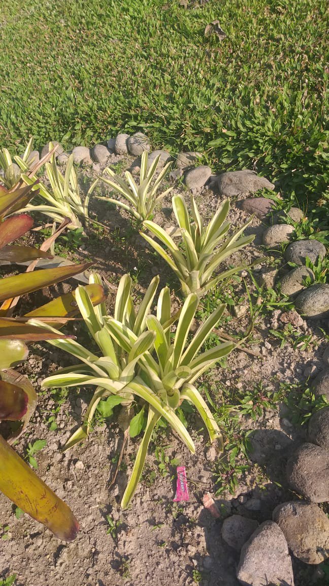 Live Plant - Bromeliad Green White Flower - Home Garden Plant EBER