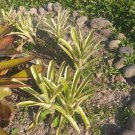 Live Plant - Bromeliad Green White Flower - Home Garden Plant EBER