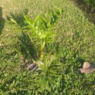 10 Seeds Plant - Split Leaf Philodendron Flower - Home Garden Plant EBER