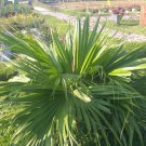 Live Plant - Saribus rotundifolia Palm Tree - Home Garden Plant EBER