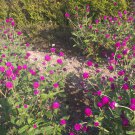 50 Seeds Plant - PURPLE GLOBE AMARANTH Flower - Home Garden Plant EBER