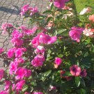 40 Seeds Plant - Vinca Rosea Flower - Home Garden Plant EBER