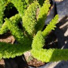 Live Plant - Foxtail Fern Asparagus densiflorus Plant - Home Garden Plant EBER