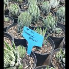 Live Plant - Haworthia reinwardtii Succulent Plant - Home Garden Plant EBER