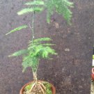 Live Plant - Asparagus Fern (Plumosa) Plant - Home Garden Plant EBER