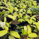 Live Plant - Philodendron Upright Lemon Lime Plant - Home Garden Plant EBER