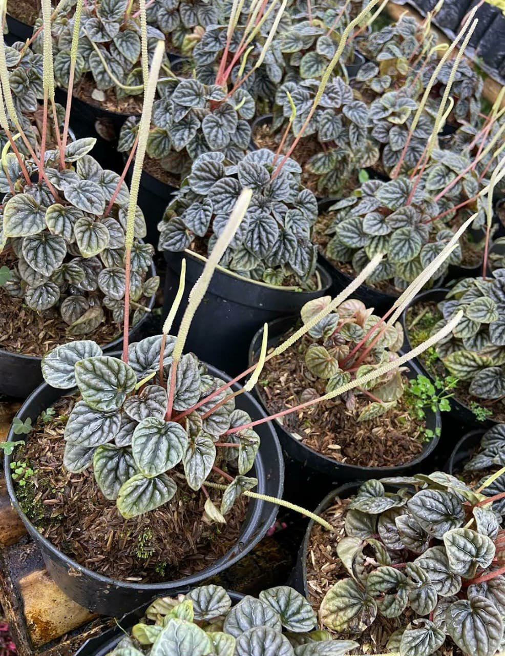Live Plant - Peperomia caperata 'silver ripple' Lime Plant - Home Garden Plant EBER