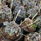 Live Plant - Peperomia caperata 'silver ripple' Lime Plant - Home Garden Plant EBER