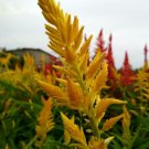 25 Seeds Plant - Celosia Plumosa Glitters Yellow Flower Plant - Home Garden Plant EBER