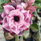 5 Seeds Plant - Purple Cream Desert Rose Flower Plant - Home Garden Plant EBER