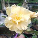 Live Plant - Yellow Adenium obesum Flower Plant - Home Garden Plant EBER