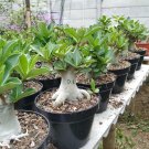 Live Plant - Adenium 'Thai Socotranum' Flower Plant - Home Garden Plant EBER