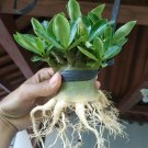 Live Plant - Adenium 'Thai Socotranum Arabicum Flower Plant - Home Garden Plant EBER