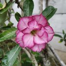 4 Seeds Plant - White Purple Desert Rose Flower Plant - Home Garden Plant EBER