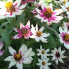 10 Seeds Plant - Zahara Starlight Rose Zinnia Flower Plant - Home Garden Plant EBER