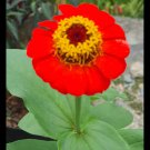 100 Seeds Plant - Zinnia Red Scarlet Flower Plant - Home Garden Plant EBER