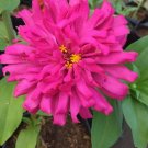 30 Seeds Plant - GIANT PINCA PINK CACTUS ZINNIA Flower Plant - Home Garden Plant EBER