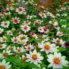 100 Seeds Plant - Zahara Starlight Rose Zinnia Flower Plant - Home Garden Plant EBER
