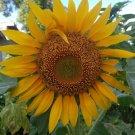 15 Seeds Plant - Giant Sunflower Plant Seeds - Home Garden Plant EBER