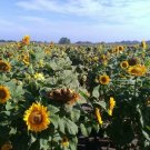 25 Seeds Plant - Mammoth Sunflower Plant Seeds - Home Garden Plant EBER