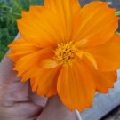 100 Seeds Plant - Cosmos CRAZY Bright ORANGE SULPHUR Flower Plant - Home Garden Plant EBER