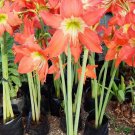10 Seeds Plant - amaryllis striatum orang peach Flower Plant - Home Garden Plant EBER