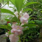 15 Seeds Plant - Impatiens balsamina Pink Flower Plant - Home Garden Plant EBER