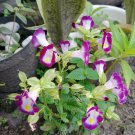 50 Seeds Plant - Torenia Fournieri Duchess Burgundy Flower Plant - Home Garden Plant EBER