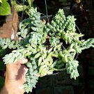 Cutting Plant - Sedum Morganianum donkey tail Plant - Home Garden Plant EBER