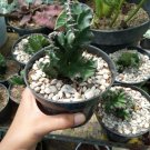 Live Plant - Euphorbia Lactea Cristata Cactus Plant - Home Garden Plant EBER