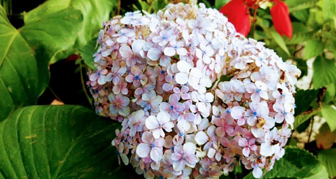 Live Plant - Hydrangea macrophylla Flower Plant - Home Garden Plant EBER