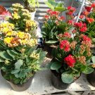 Live Plant - Kalanchoe Yellow & Red Flower Plant - Home Garden Plant EBER