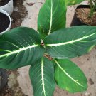 Live Plant - Dieffenbachia Oerstedii Flower Plant - Home Garden Plant EBER