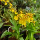 Live Plant - Oncidium Sweet Ears 'Big Shot' Orchid Flower Plant - Home Garden Plant EBER