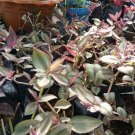 Live Plant - Pink Tradescantia Nanouk Flower Plant - Home Garden Plant EBER