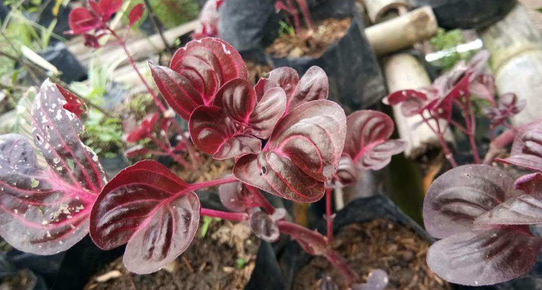 Live Plant - Bloodleaf Plant Iresine diffusa herbstii Flower Plant - Home Garden Plant EBER