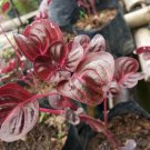 Live Plant - Bloodleaf Plant Iresine diffusa herbstii Flower Plant - Home Garden Plant EBER