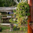 Live Plant - Swedish Ivy Creeping Charlie Flower Plant - Home Garden Plant EBER